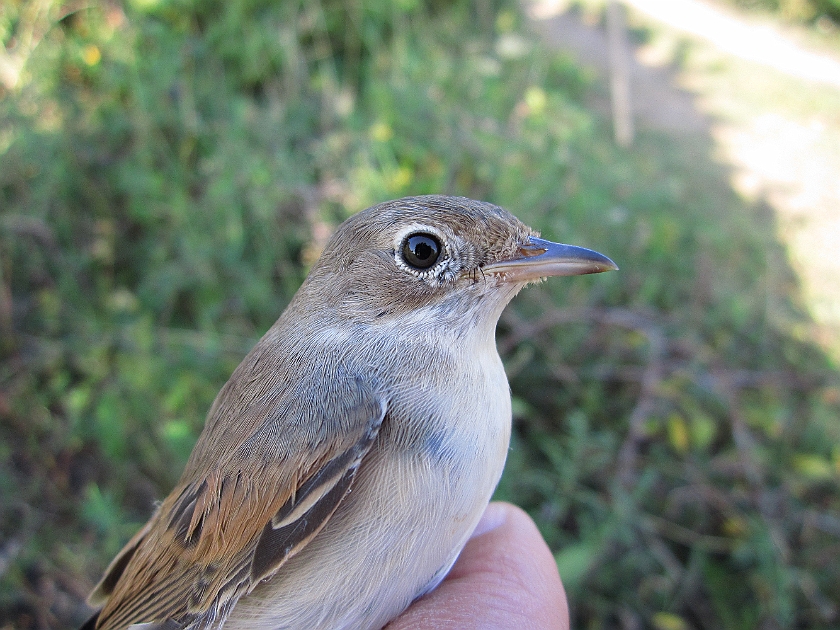 Common Whitethroat, Sundre 20120829